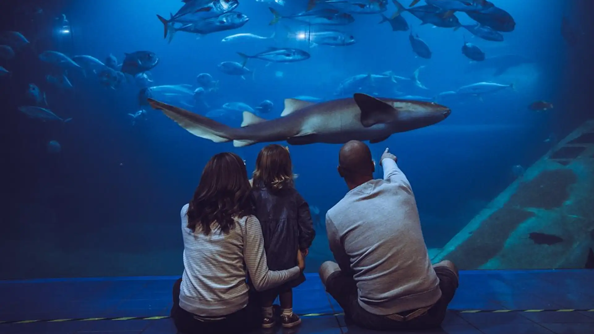 A family sits in awe in front of a large aquarium tank, gazing at a majestic shark as it glides through the water surrounded by schools of fish. The father points towards the shark, sharing the moment with his child and partner.